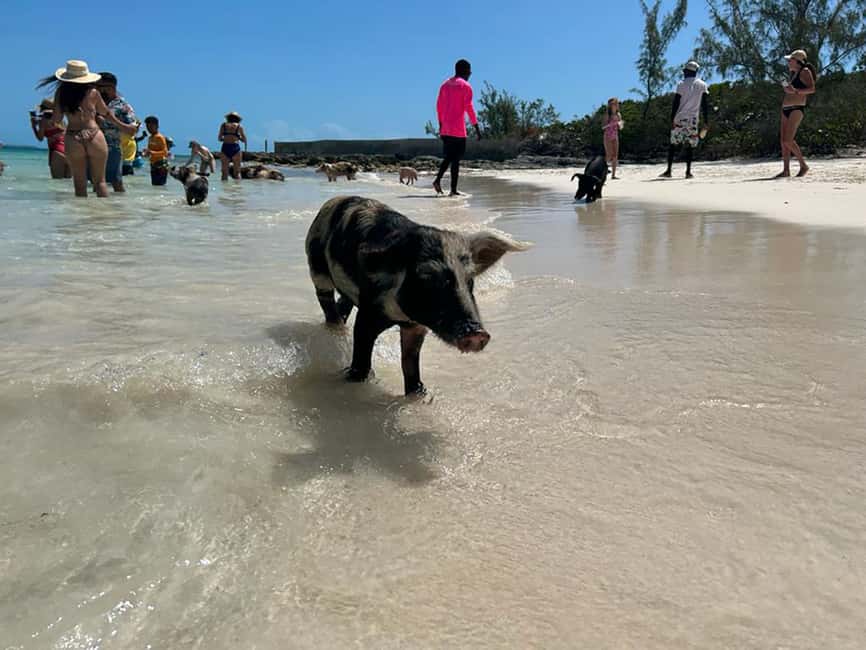 Nassau: Snorkeling, Pig Beach, Swim with Turtles, and Lunch - Athol Island reef snorkeling