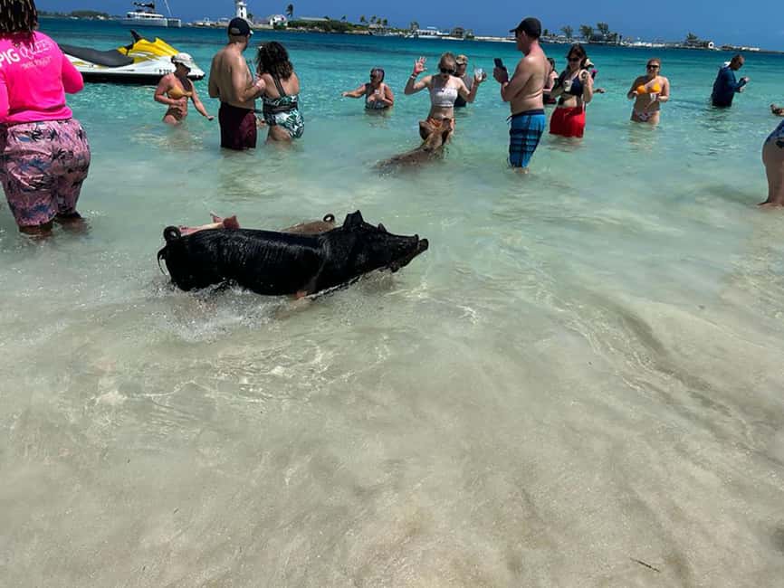 Nassau: Snorkeling, Pig Beach, Swim with Turtles, and Lunch - A Bahamian lunch while anchored