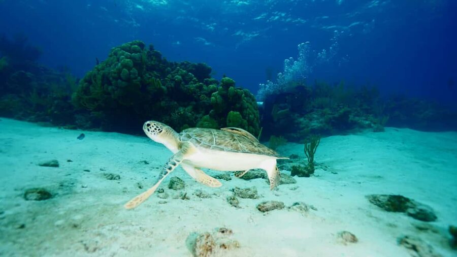 Nassau: Snorkeling, Pig Beach, Swim with Turtles, and Lunch - The second reef and Turtle Cay area