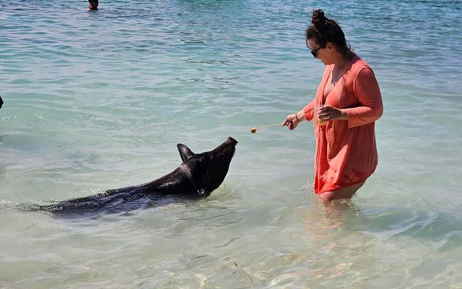 Nassau: Snorkeling, Pig Beach, Swim with Turtles, and Lunch - Montagu Beach departure and the first sail