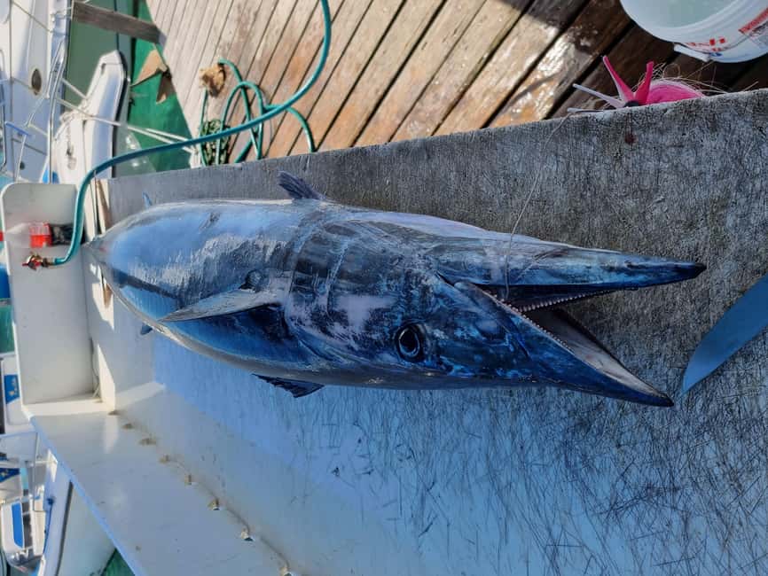 Nassau: Sport-fishing private charter . - Fish you might bring home
