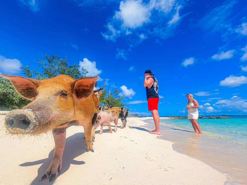 Nassau: Sun Cay and Swimming Pigs Boat Trip with Lunch - From Nassau harbor to Sun Cay