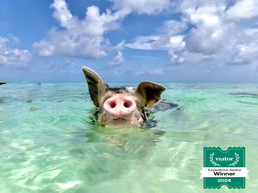 Nassau: Swimming Pigs and Private Beach Club Trip with Lunch - Rose Island gives the pig encounter room to breathe