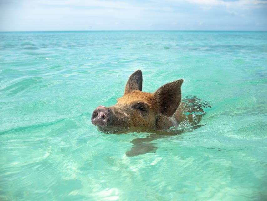 Nassau: Swimming Pigs and Private Beach Club Trip with Lunch - The beach club is the quiet strength of the outing