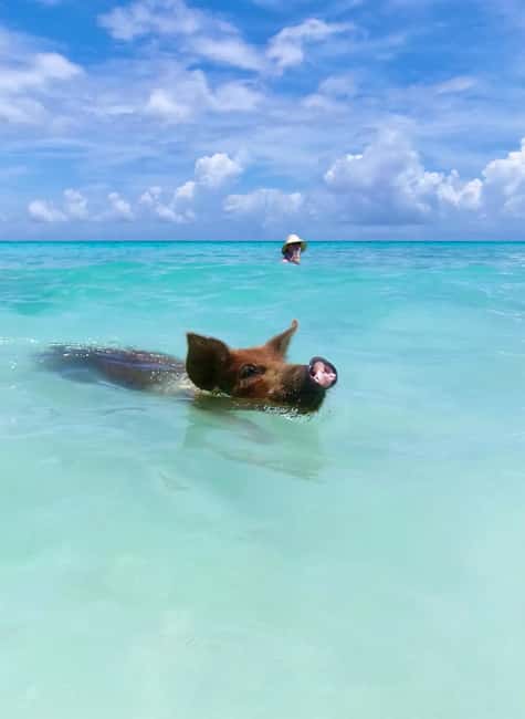 Nassau: Swimming Pigs and Private Beach Club Trip with Lunch - Return transport deserves careful attention