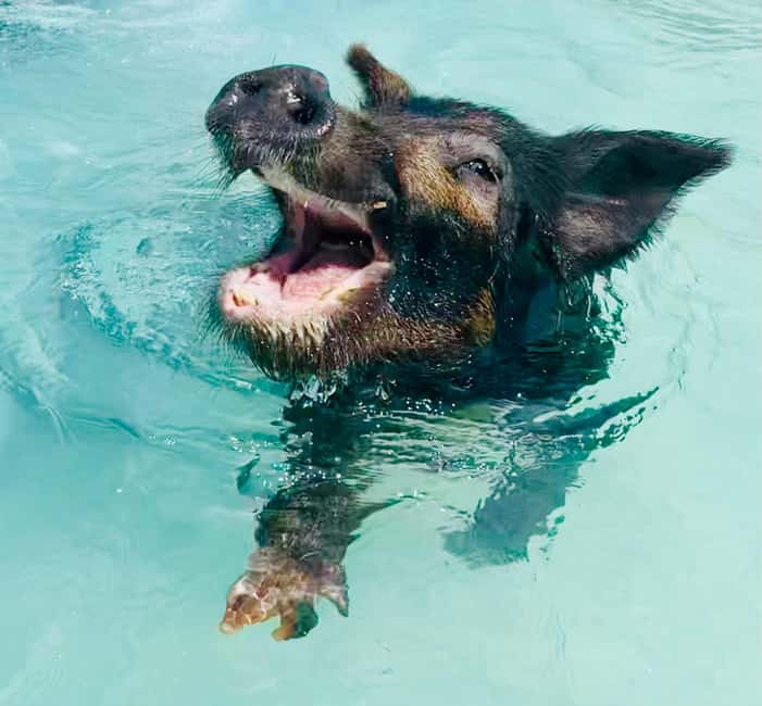 Nassau: Swimming Pigs and Private Beach Club Trip with Lunch - Who will enjoy this Rose Island trip most?