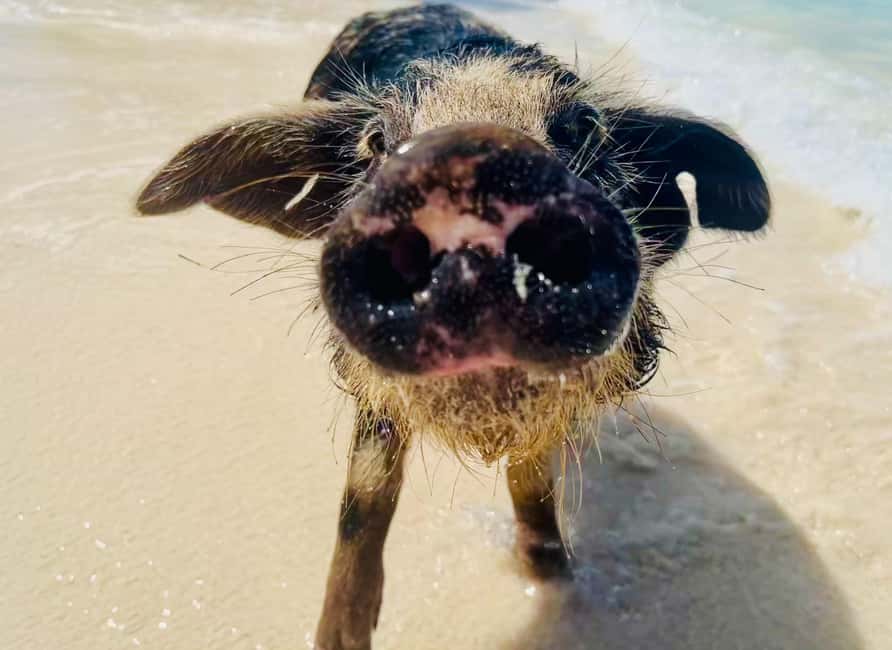 Nassau: Swimming Pigs and Private Beach Club Trip with Lunch - Booking details that affect the day