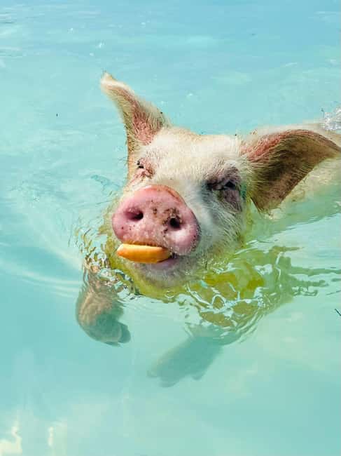 Nassau: Swimming Pigs and Private Beach Club Trip with Lunch - The first hour on Rose Island is your chance to settle in