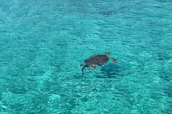 Nassau: Swimming Pigs And Snorkel With Turtles - Quick points to know
