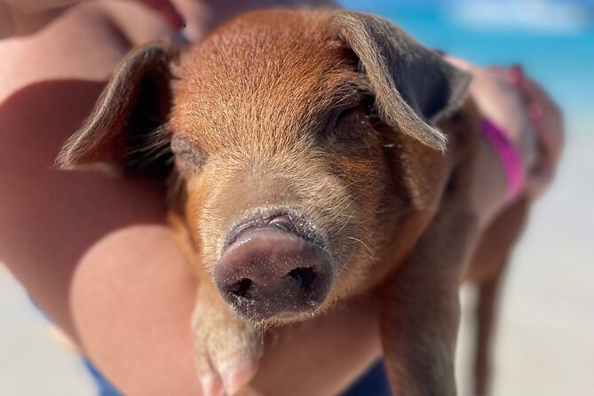 Nassau: Swimming Pigs And Snorkel With Turtles - Rose Island: feeding the swimming pigs
