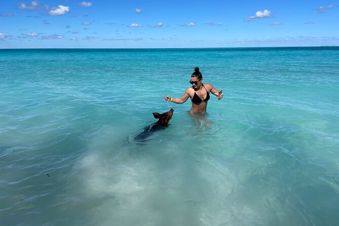 Nassau: Swimming Pigs And Snorkel With Turtles - The value of $140 per person