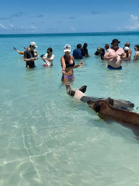 Nassau: Swimming Pigs Private Boat Tour - Up to 7 Persons - Snorkeling gear, drinks, and the practical details