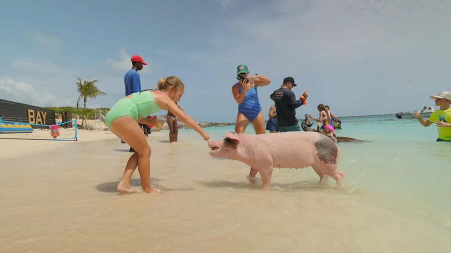 Nassau: Swimming Pigs, Snorkeling, Lunch, & Beach Boat Tour - Who will enjoy this most