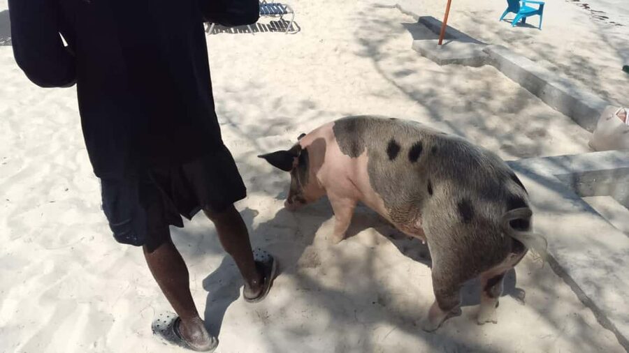 Nassau: Swimming with Pigs, Snorkeling, and Sightseeing Tour - Coral reefs, turtles, and the first swim