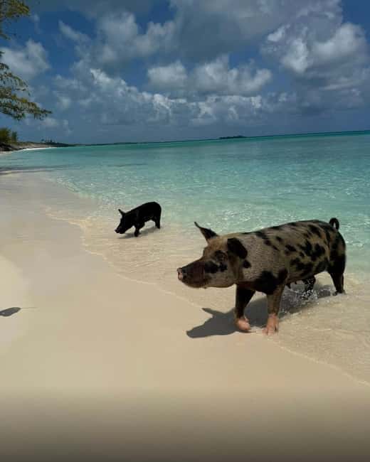 Paradise Found In Hog Haven: Ultimate Beach Escape - Music, food, and the beach bar