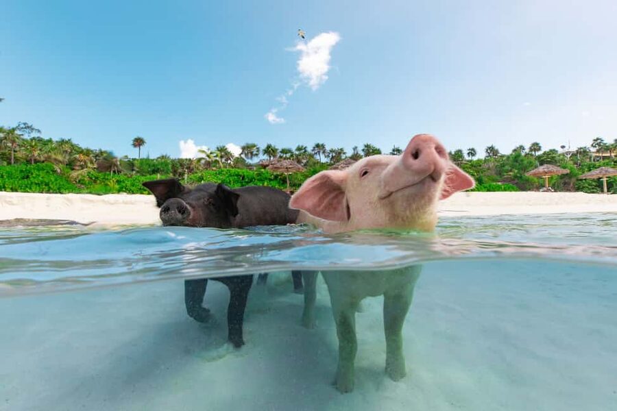 Paradise Island: Rose Island Tour with Swimming Pigs & Lunch - Meeting the Rose Island swimming pigs