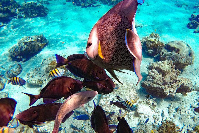 Pearl Island Bahamas Snorkeling Experience and Lunch - Arriving at a managed island resort