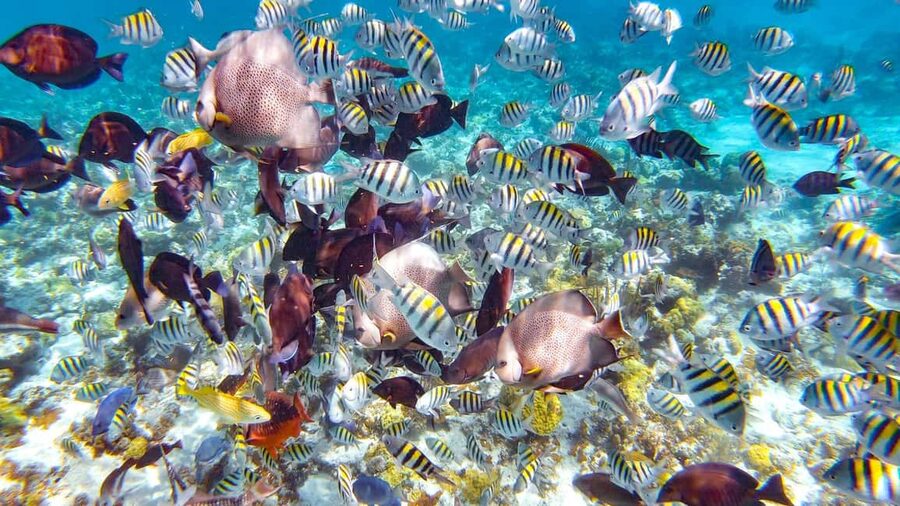 Pearl Island Beach: Full-day Snorkelling with Lunch - Ferrying out from Paradise Island