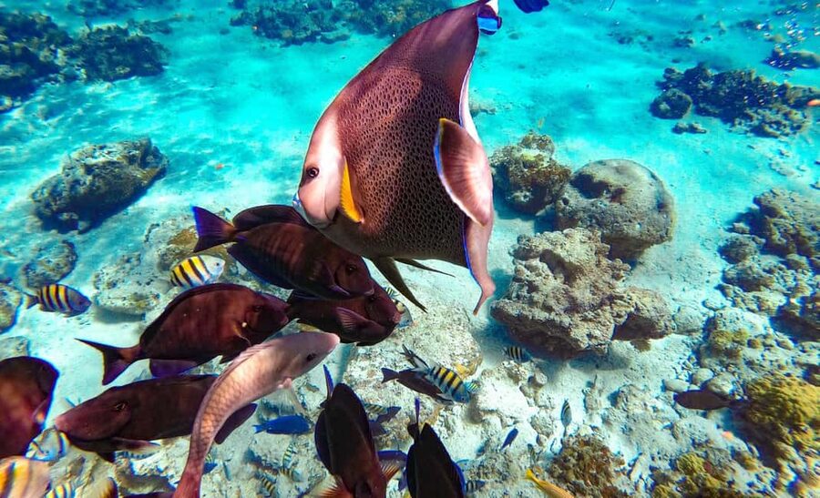 Pearl Island Beach: Full-day Snorkelling with Lunch - What $119 buys you