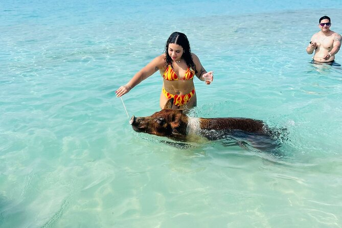 Perfect Day Swimming Pigs, Turtles, Reef Snorkel & Lunch - From Montagu Beach to the open water
