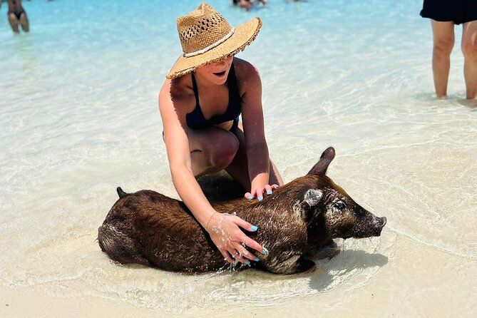 Perfect Day Swimming Pigs, Turtles, Reef Snorkel & Lunch - Feeding the pigs at Rose Island