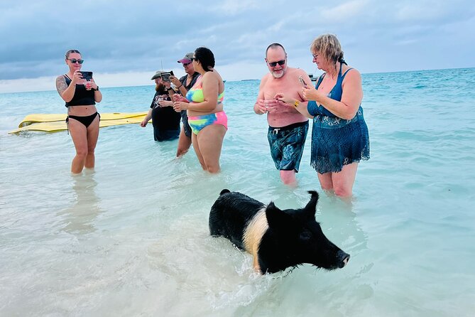 Perfect Day Swimming Pigs, Turtles, Reef Snorkel & Lunch - What the crew does well, and where the trip can vary