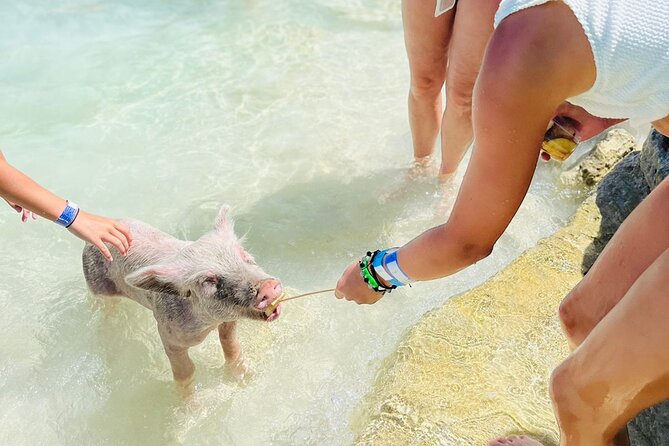 Perfect Day Swimming Pigs, Turtles, Reef Snorkel & Lunch - Who will enjoy this Nassau boat tour?