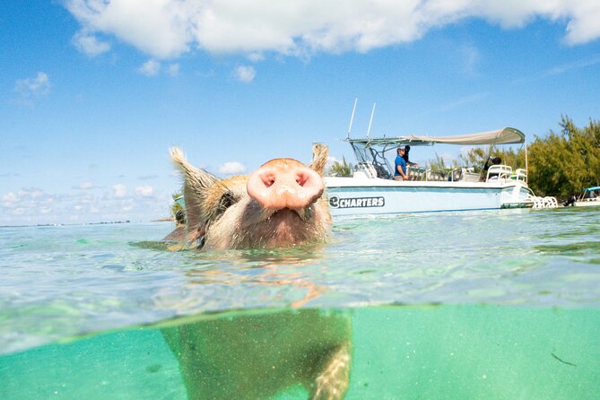 Pink Sand Beach and Swimming Pigs Adventure from Nassau - Meeting sea turtles in shallow water