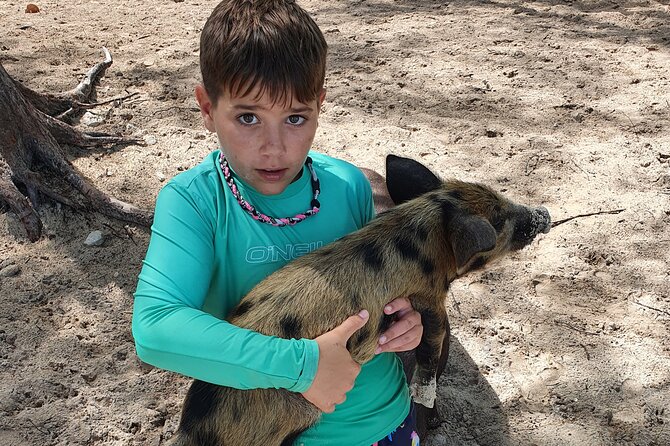 Powerboat and Snorkel Experience with Swimming Pigs and Turtles - Meeting the famous swimming pigs