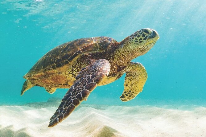 Powerboat and Snorkel Experience with Swimming Pigs and Turtles - Starting at Paradise Island Ferry Terminal