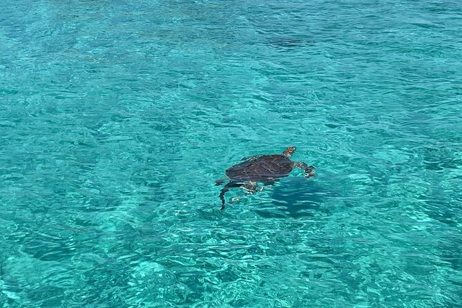Private Boat Swim and Snorkel Adventure to Rose Island - What the crew adds to the experience