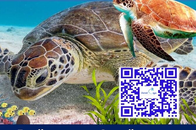 Private Charter for snorkeling, swimming pigs, turtles & fishing.... - Leaving Paradise Island on a private Donzi