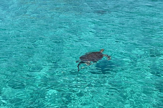 Private Eleuthera Island: Swim With Pigs, Turtles & Stingrays - The Return to Nassau