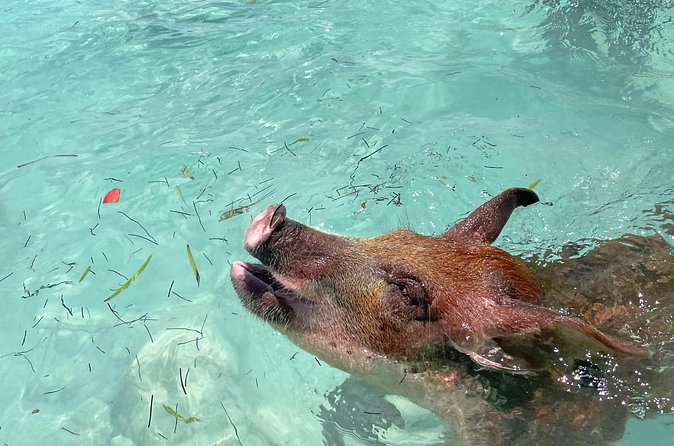 Private Eleuthera Island: Swim With Pigs, Turtles & Stingrays - What $8,500 Buys Your Group