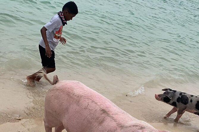 Private GroupTour Pigs/Turtles/Snorkeling/Lunch/Pickup/Dropoff - Pearl Island snorkeling for about 30 minutes