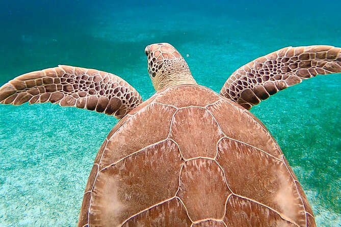 Private Rose Island, Swimming Pigs, Snorkeling and Turtles - Snorkeling over reefs filled with fish