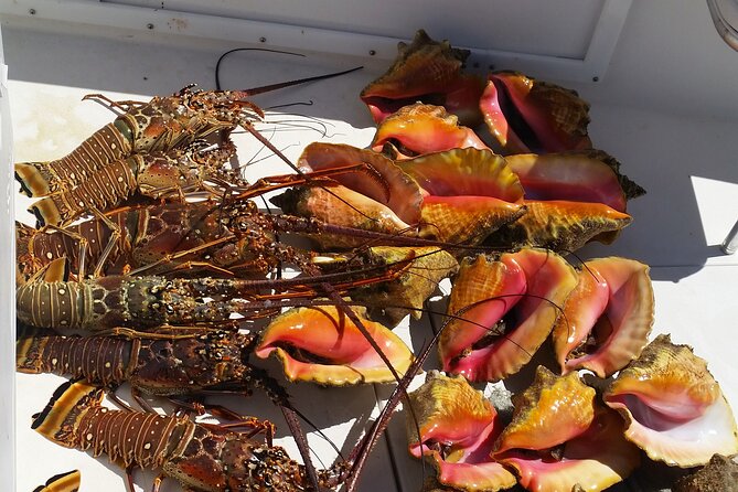 Private Snorkeling And Fishing Activity - Fishing for snapper, triggerfish, lobster, and grouper