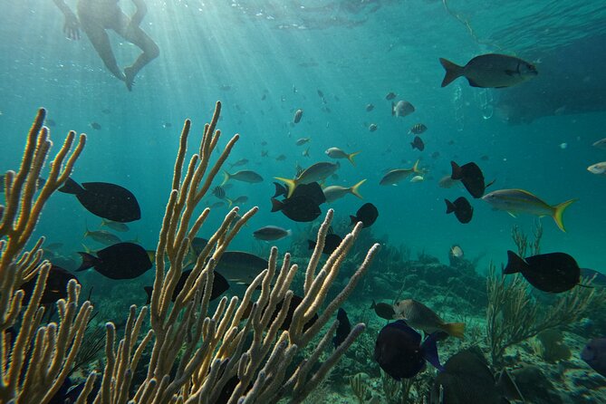 Private Snorkeling or Fishing Charter in Nassau - 38ft Free Time - The real value of the $1,045 price