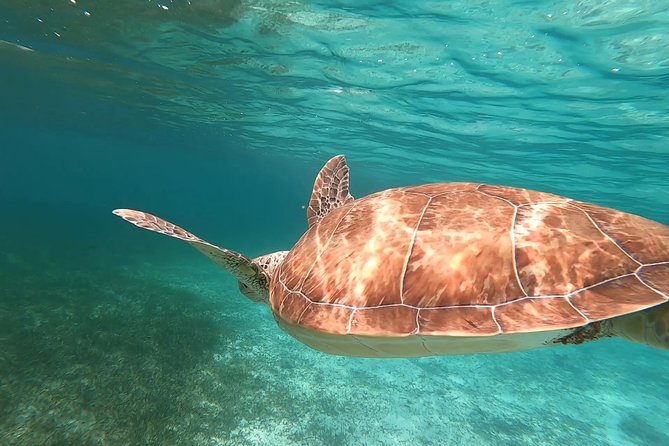 Private Snorkeling or Fishing in Nassau - 55ft Cocorijo - Why the crew matters