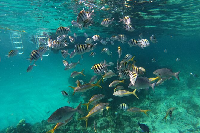 Private Speed Boat for Snorkeling or Fishing in Nassau - 34ft - Why a private boat makes sense in Nassau