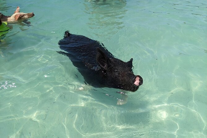 Private Swim With Pigs and Snorkeling in Paradise Tour - Why this private Paradise Island trip works