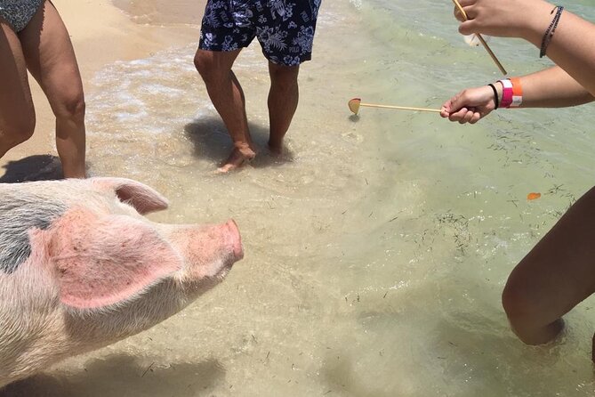 Private Swim With Pigs and Snorkeling in Paradise Tour - Reef snorkeling with tropical fish
