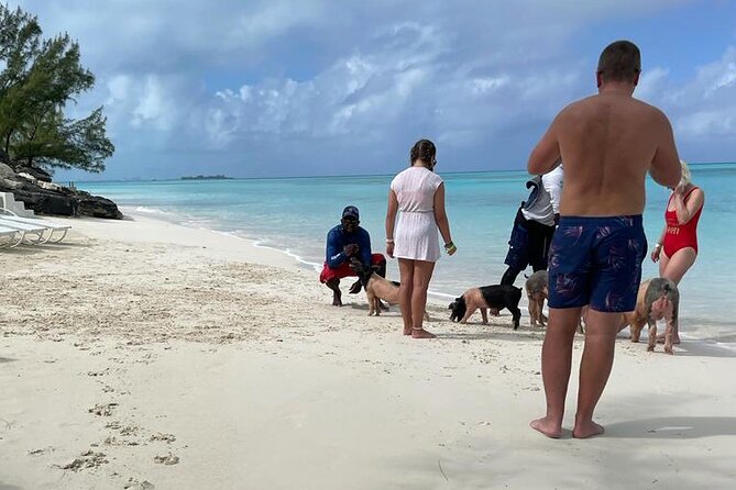 Private Swim With Pigs and Snorkeling in Paradise Tour - Finding green turtles in the clear water