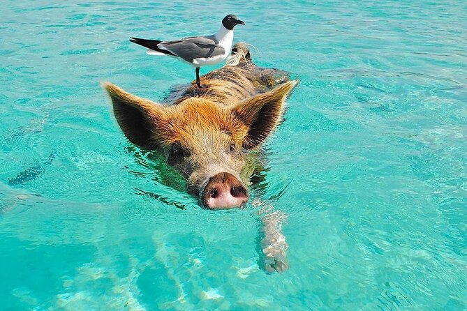 Rose Island 3 Island Luxury Private Tour(8hrs) - Three Islands, Three Different Kinds of Fun