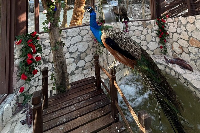 Rose Island Adventure: Snorkel, Sea Turtles, and Private Beach - Lunch, rum punch, and what $139.25 buys