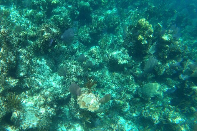 Rose Island Adventure: Turtle Swim and Snorkel - The turtle swim and snorkel