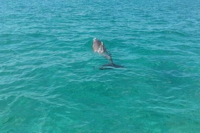 Rose Island Half-Day Snorkeling Cruise - A private boat makes the $750 price easier to understand