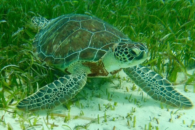 Rose Island Half-Day Snorkeling Cruise - Snorkeling reefs with coral and tropical fish