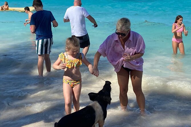 Rose Island Swimming Pigs - Meeting the Rose Island pigs