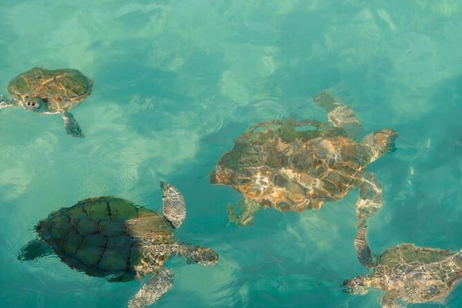 Rose Island Swimming Pigs - Is $259 per person a fair price?